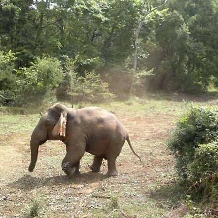 Safari Horizon Udawalawe Bed & Breakfast Luaran gambar