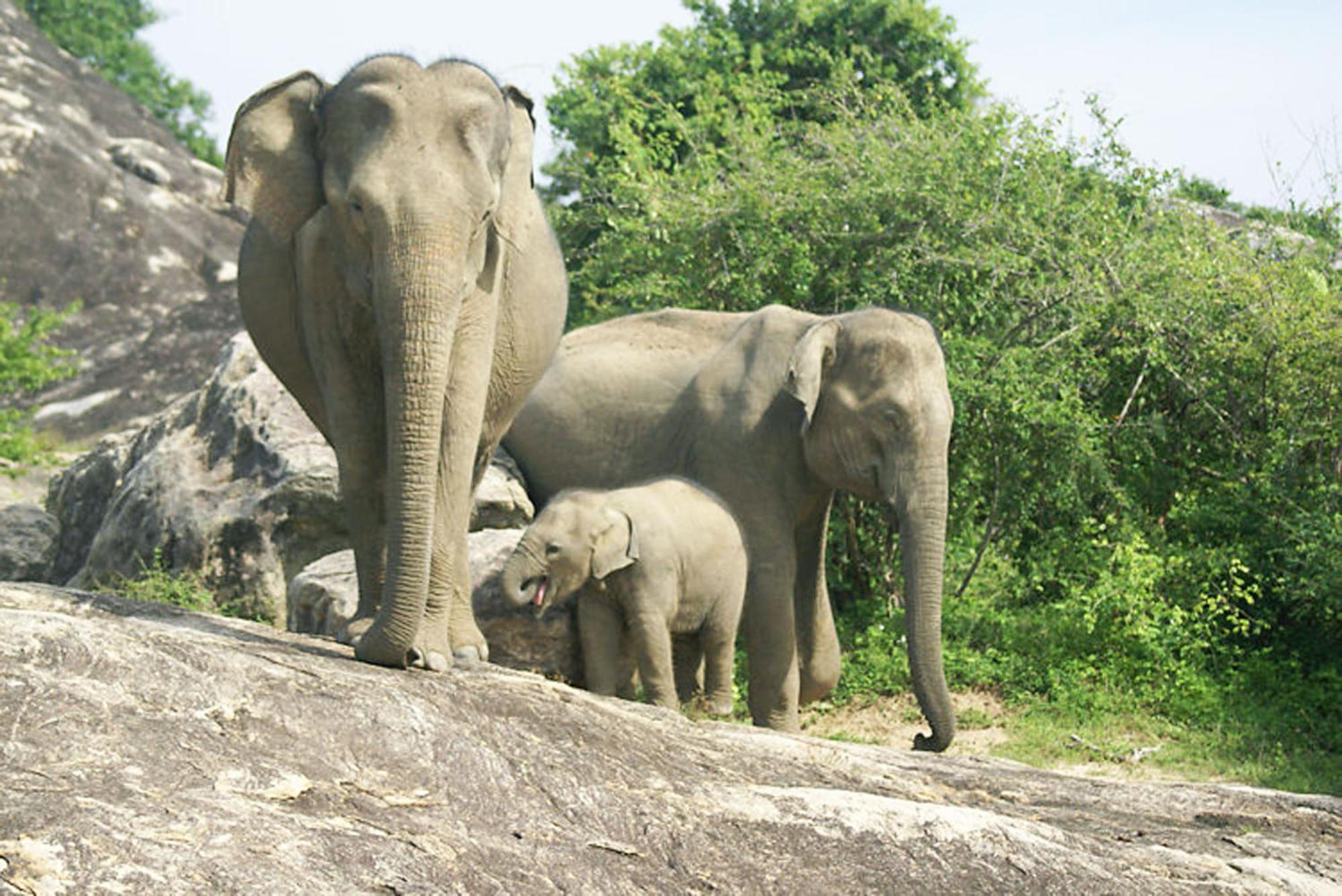 Safari Horizon Udawalawe Bed & Breakfast Luaran gambar